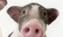 2月1-18日，运势最旺，财运如火的4个生肖，喜纳四方钱财