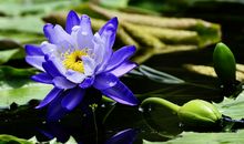 11月16号开始财神保佑，贵人辅弼，财运亨通，财路大开的四属相