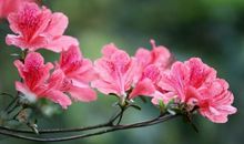 11月下旬起运势一飞冲天，添财添福，财库丰盈，生活幸福的生肖