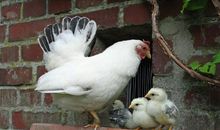 生肖鸡不同生辰的运势分析 各生辰生肖鸡特点