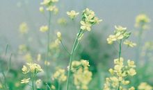 下周开始，运势一飞冲天，福大命大，财喜两旺的四生肖