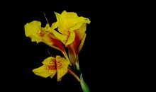 11月16号起大运将至，财运开花，喜事超多，金银数不清的四属相