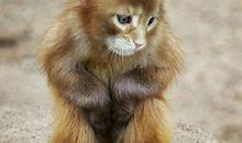 1.31号后，财厚运旺，来喜又来财，好事成双的4个生肖