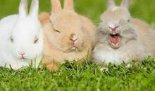 今年属兔的人多少岁,属兔的2020年几岁了