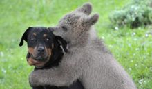 十二生肖2019年10月24日运气