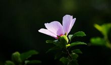 11月15号起事事顺心，运开时泰，福星临门，未来大有希望的四属相