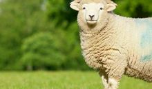 1991年属羊女在2020年的30岁的运势怎么样