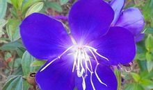 11月大吉大利走大运，财气翻倍涨，横财如雨接不赢的3生肖