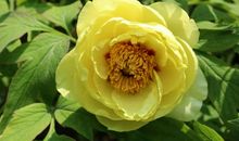 11月底财运旺盛，运势爆棚，添财添喜，轻松赚大钱享富贵的生肖