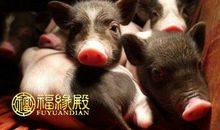 1971属猪的幸运数字是什么