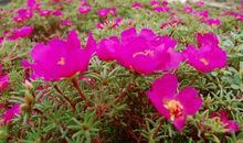 11月下旬苦尽甘来，一顺百顺，财运亨通，生活富贵无忧的3生肖