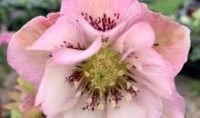 越得不到越想要，越拒绝就越喜欢，执念很深的四大生肖