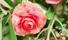 2020年5月和6月生肖属猪和生肖属猪适合订婚的吉日