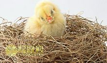 属鸡的人幸运颜色以及幸运数字