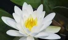 4属相吉星照耀，未来两年好运到来，喜事扎堆，财运爆发