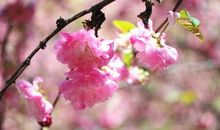 明年运势一路高涨，事业扶摇直上，平步青云，家兴业旺的3大生肖