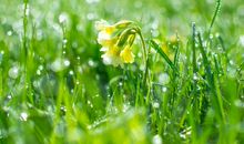 春分至清明时节12生肖运势如何？