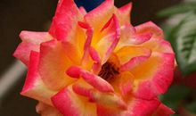 11月紫气东来，横财一发再发，生意兴隆的生肖，必定富贵临门