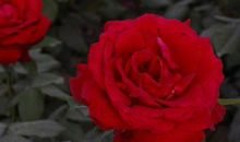 11月穷神请出门，有笔横财要发的生肖，这辈子都不再缺钱花