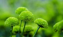 懂得照顾家庭，娶回家绝对旺夫的属相女，为一家人带来好福气