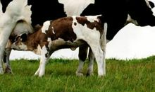 2021年属牛本命年怀孕生孩子好吗？牛年本命年能否要宝宝