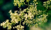 2020年2月事业运最好的生肖，属狗人运势最佳，心态很好