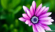 惹不起的五生肖，三月如日中天，步步高升，十有九富