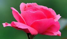 11月17号开始轻松赚大钱，想咋花就咋花的生肖，不再有人瞧不起