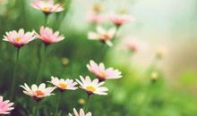 11月10号，4生肖来喜来福，财帛不缺，求财得财