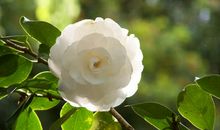 11月下旬福星高照，财路大开，事业机遇不断，求财有道的3生肖