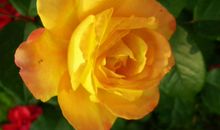 这3大生肖求财不再难！从下周起转运逆袭，财源广进，富贵在望