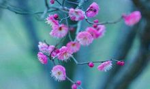 10月下旬财禄连发，富贵不断，以后家中金银不缺，富贵逼人的生肖