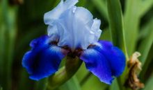 未来一年福运延绵，机遇不断，贵人助力事业高升，富贵有余的生肖