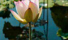 五月日子红火，性格温和，乐观向上的四大星座