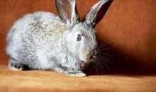 1999年是什么属相