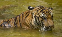 98年是什么生肖属相