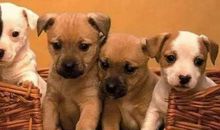 1994年属狗人2021年运势男命 94年出生27岁生肖狗男2021年运程详解