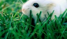 2020年属鼠人本命年能结婚吗