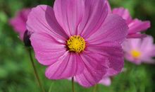 年底求财顺心，生活越来越如意，万事大吉的3生肖