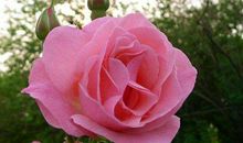 11月不断中大奖，翻身做财主的生肖，金库爆满，想不发财都难