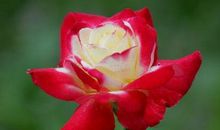 11月这3生肖注定惹不起，正财涌进门，横财旺到爆，闷声发大财