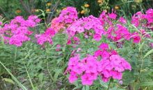 财运亨通，名利双收的生肖，11月开始钱包鼓鼓，钱财多得