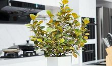 适合家中养的风水绿植，寓意“财运亨通富贵来”！