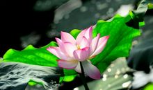 未来一年财运爆发，好运连绵，事业红红火火，福气满满的3生肖