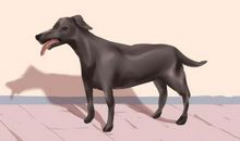 男人梦到狗咬右手出血有何寓意