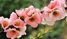 未来一个月吉星入命，财运高升，事业蒸蒸日上，存款翻倍涨的生肖