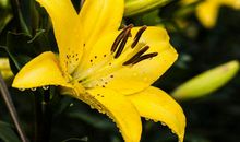 事业开始走顺，钱多没烦恼的生肖，11月起财运大旺，好事找上门