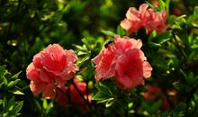 明年开始运势节节高涨，贵人相助，事业红火，招财纳福的3大生肖