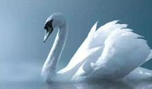 9.10号捷足先登，福如东海，洪福齐天的4个生肖