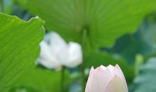 明天开始财神看重，富贵得不得了的生肖，天天有钱赚，越来越幸福